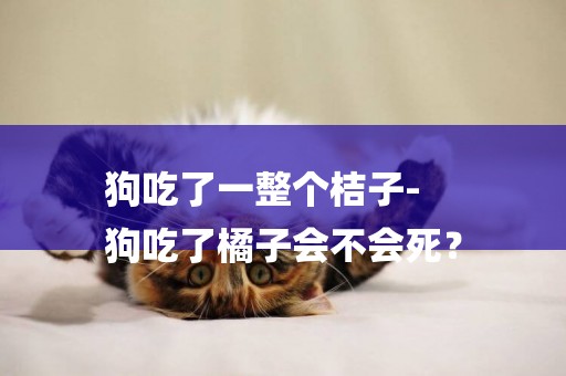 狗吃了一整個桔子-
狗吃了橘子會不會死？