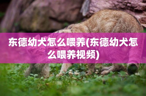 東德幼犬怎么喂養(東德幼犬怎么喂養視頻)