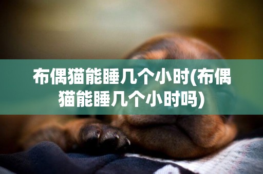 布偶貓能睡幾個小時(布偶貓能睡幾個小時嗎)