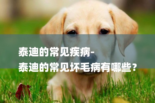 泰迪的常見疾病-
泰迪的常見壞毛病有哪些？