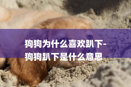 狗狗為什么喜歡趴下-
狗狗趴下是什么意思