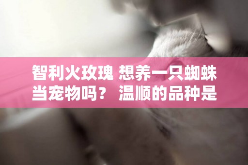 智利火玫瑰 想養一只蜘蛛當寵物嗎？ 溫順的品種是首選！ 這6種網店基本都有賣！ 