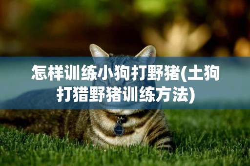 怎樣訓練小狗打野豬(土狗打獵野豬訓練方法)