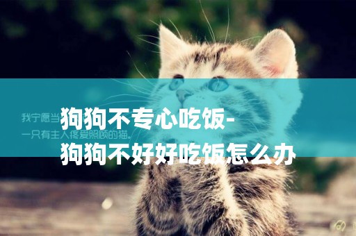 狗狗不專心吃飯-
狗狗不好好吃飯怎么辦