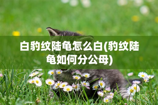 白豹紋陸龜怎么白(豹紋陸龜如何分公母)