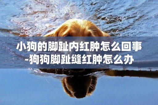 小狗的腳趾內紅腫怎么回事-狗狗腳趾縫紅腫怎么辦