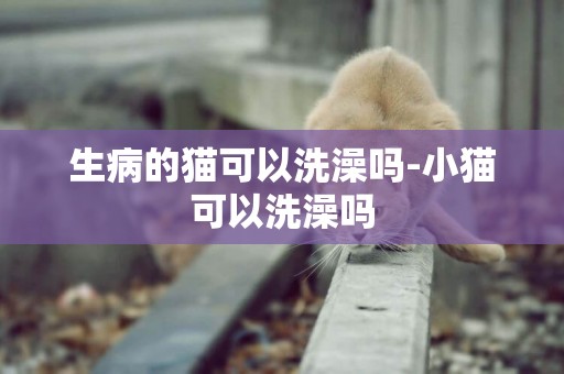 生病的貓可以洗澡嗎-小貓可以洗澡嗎