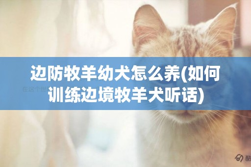 邊防牧羊幼犬怎么養(如何訓練邊境牧羊犬聽話)