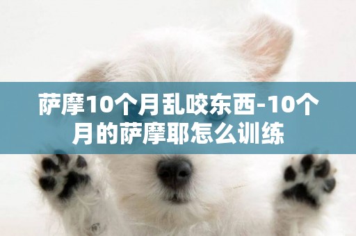 薩摩10個月亂咬東西-10個月的薩摩耶怎么訓練