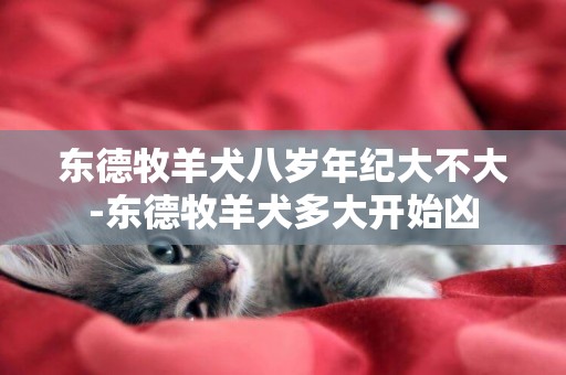 東德牧羊犬八歲年紀大不大-東德牧羊犬多大開始兇