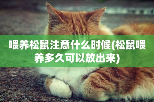 喂養松鼠注意什么時候(松鼠喂養多久可以放出來)