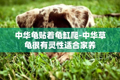 中華龜貼著龜缸爬-中華草龜很有靈性適合家養