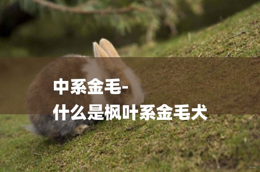 中系金毛-
什么是楓葉系金毛犬