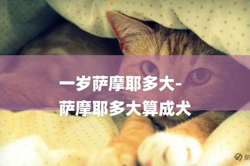 一歲薩摩耶多大-
薩摩耶多大算成犬