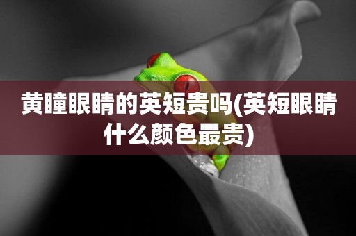 黃瞳眼睛的英短貴嗎(英短眼睛什么顏色最貴)