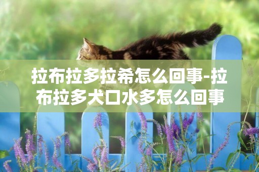 拉布拉多拉希怎么回事-拉布拉多犬口水多怎么回事