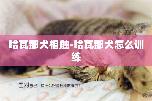 哈瓦那犬相觸-哈瓦那犬怎么訓練