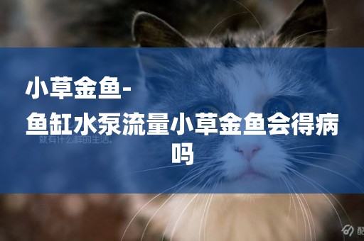 小草金魚-
魚缸水泵流量小草金魚會得病嗎