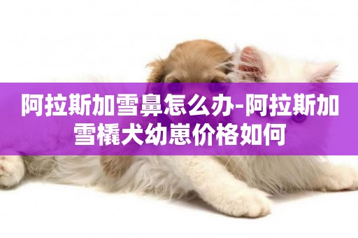 阿拉斯加雪鼻怎么辦-阿拉斯加雪橇犬幼崽價格如何