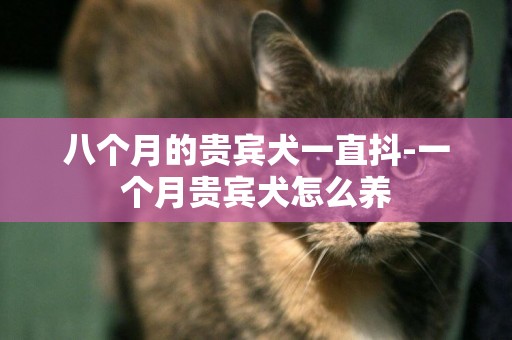 八個月的貴賓犬一直抖-一個月貴賓犬怎么養