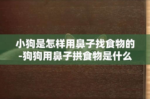 小狗是怎樣用鼻子找食物的-狗狗用鼻子拱食物是什么意思