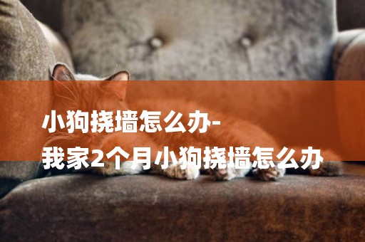 小狗撓墻怎么辦-
我家2個月小狗撓墻怎么辦