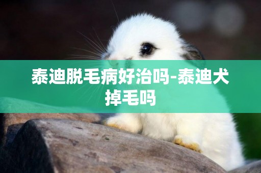泰迪脫毛病好治嗎-泰迪犬掉毛嗎