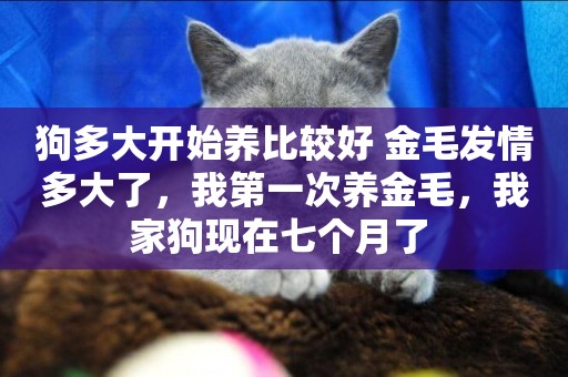 狗多大開始養比較好 金毛發情多大了，我第一次養金毛，我家狗現在七個月了 