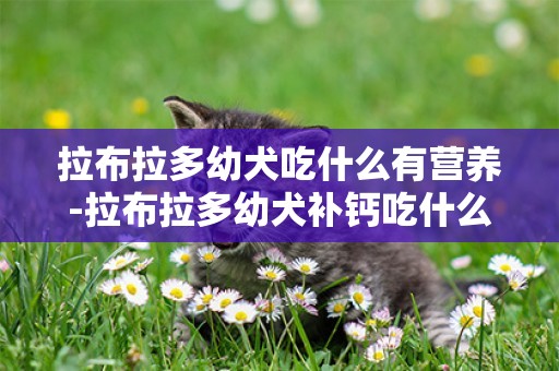 拉布拉多幼犬吃什么有營養-拉布拉多幼犬補鈣吃什么好