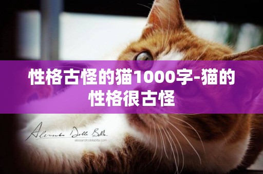 性格古怪的貓1000字-貓的性格很古怪
