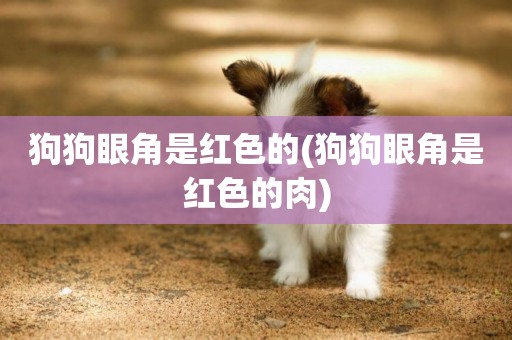 狗狗眼角是紅色的(狗狗眼角是紅色的肉)