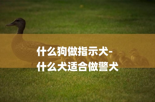 什么狗做指示犬-
什么犬適合做警犬