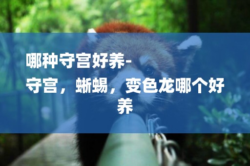 哪種守宮好養-
守宮，蜥蜴，變色龍哪個好養