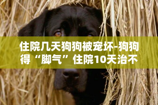 住院幾天狗狗被寵壞-狗狗得“腳氣”住院10天治不好