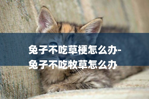 兔子不吃草梗怎么辦-
兔子不吃牧草怎么辦