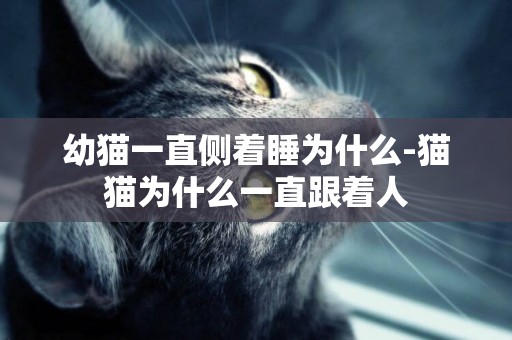 幼貓一直側著睡為什么-貓貓為什么一直跟著人