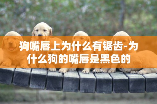 狗嘴唇上為什么有鋸齒-為什么狗的嘴唇是黑色的