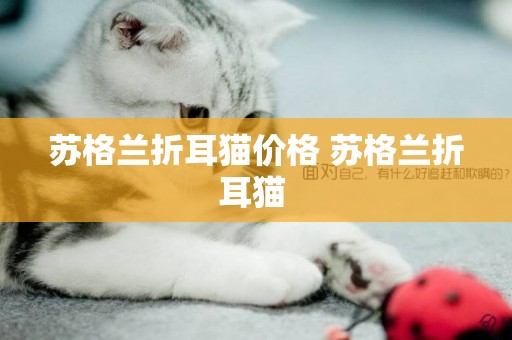蘇格蘭折耳貓價格 蘇格蘭折耳貓 
