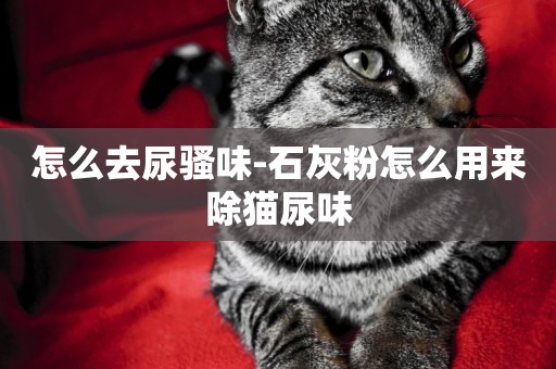 怎么去尿騷味-石灰粉怎么用來除貓尿味