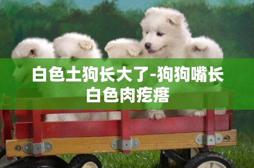 白色土狗長大了-狗狗嘴長白色肉疙瘩