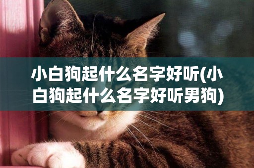 小白狗起什么名字好聽(小白狗起什么名字好聽男狗)