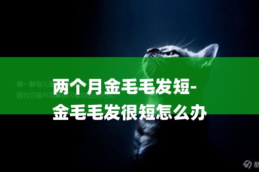 兩個月金毛毛發短-
金毛毛發很短怎么辦