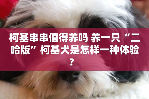 柯基串串值得養嗎 養一只“二哈版”柯基犬是怎樣一種體驗？ 