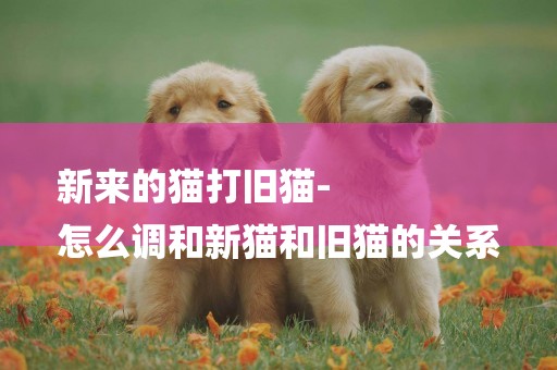 新來的貓打舊貓-
怎么調和新貓和舊貓的關系
