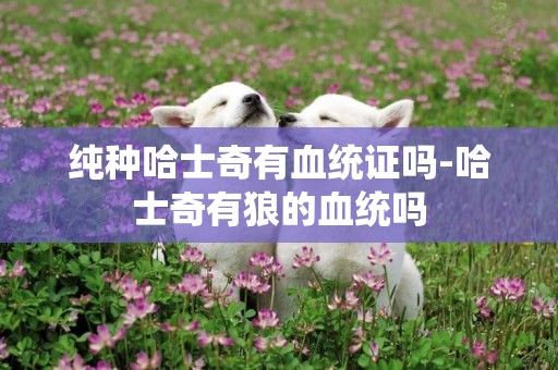 純種哈士奇有血統證嗎-哈士奇有狼的血統嗎