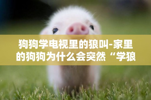 狗狗學電視里的狼叫-家里的狗狗為什么會突然“學狼叫”