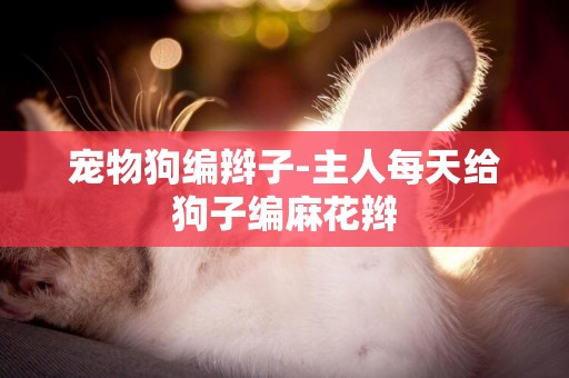 寵物狗編辮子-主人每天給狗子編麻花辮
