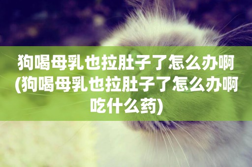 狗喝母乳也拉肚子了怎么辦啊(狗喝母乳也拉肚子了怎么辦啊吃什么藥)