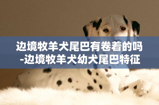 邊境牧羊犬尾巴有卷著的嗎-邊境牧羊犬幼犬尾巴特征