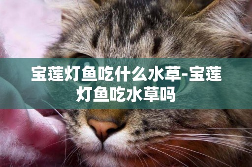 寶蓮燈魚吃什么水草-寶蓮燈魚吃水草嗎